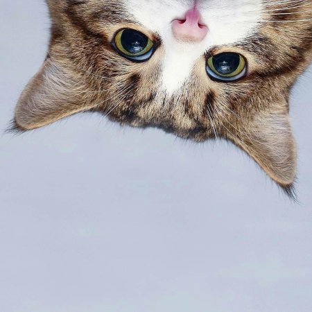 Красивая кошка