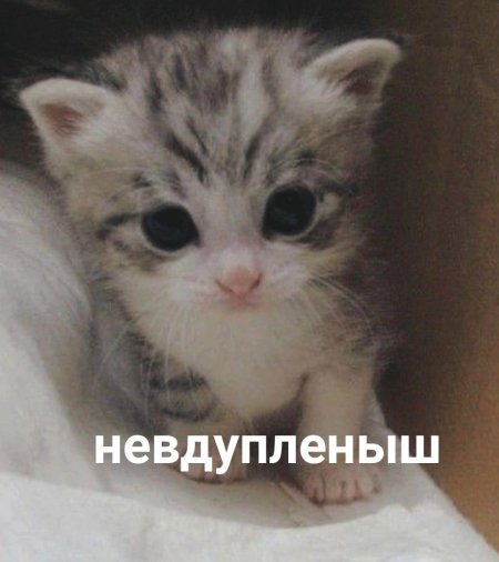 Котики милые