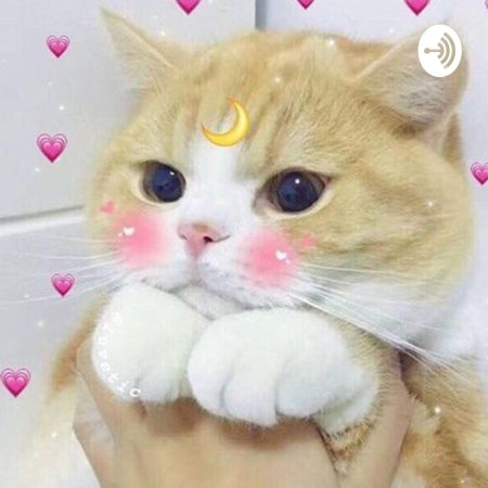 Милая котик