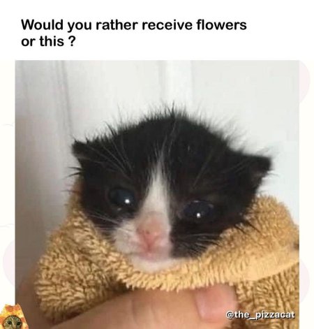 Котенок смешной