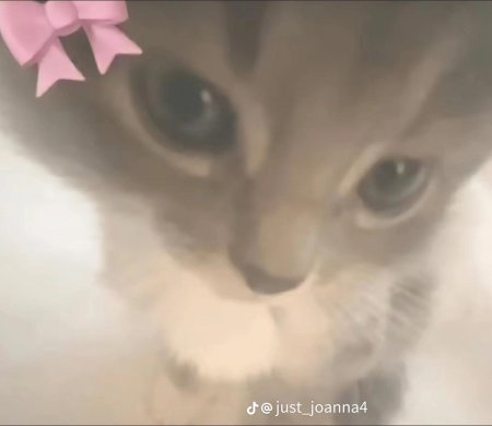 Очаровательные котята