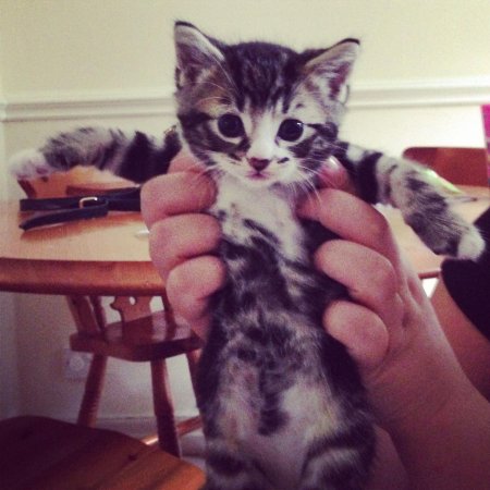 Американская короткошёрстная кошка котята