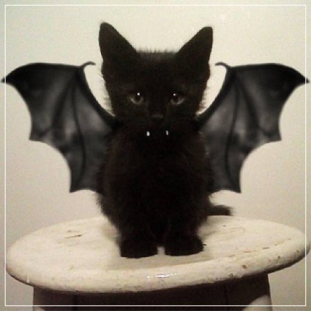 Кот летучая мышь