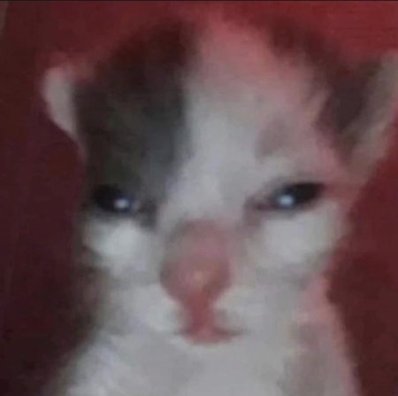 Кот не выспался мем