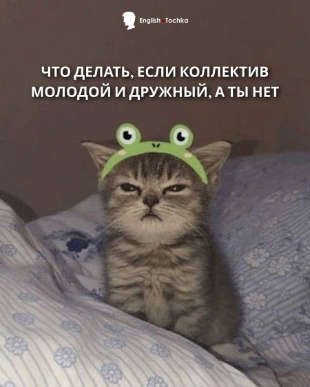Мемы с котиками