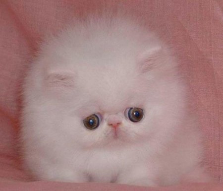 Персидская кошка белая