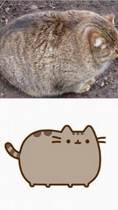 Жирные коты