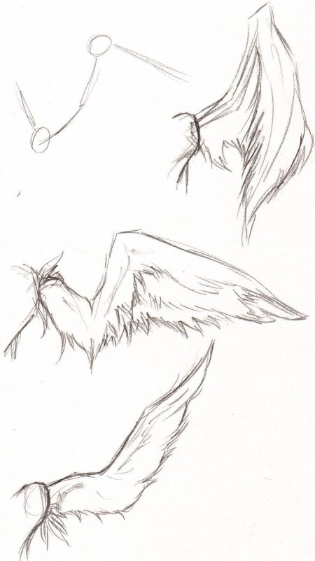 Крылья ангела референс