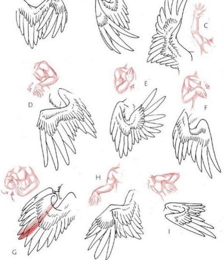 Референс крылья