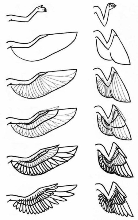 Сложенные крылья