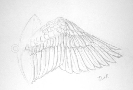 Крылья карандашом