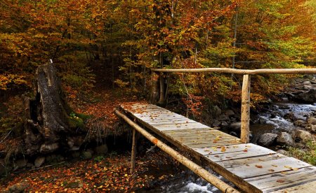 Мостик в лесу