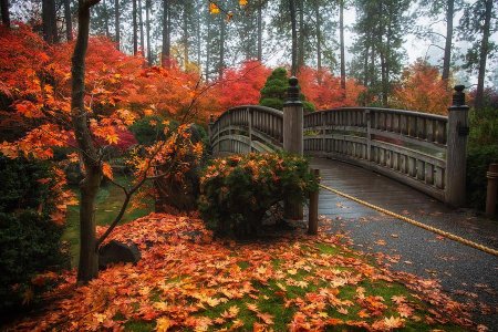 Плющ осень мост