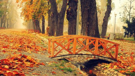 Осенний пейзаж дубки таганрог