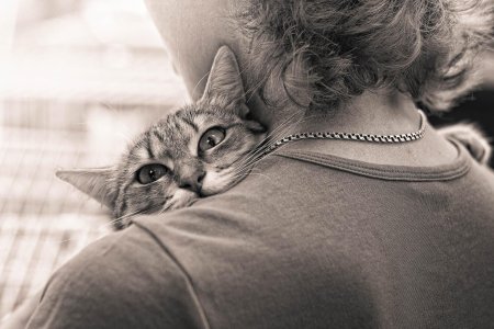 Кот обнимает человека