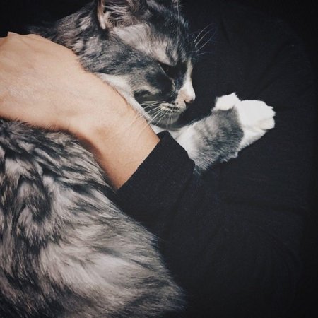 Кот обнимает
