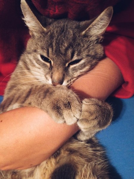Кошка на руках