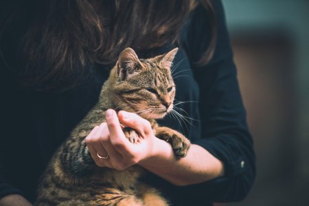 С котом на руках