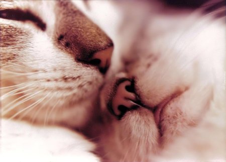 Кошачьи нежности