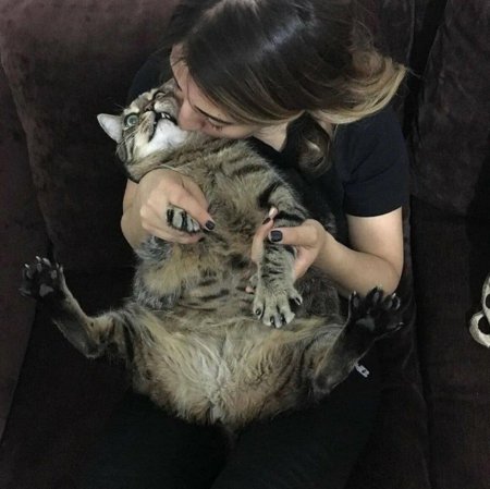 Кот обнимает