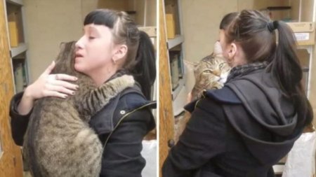 Котик уткнулся в человека