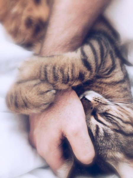 Кот обнимает