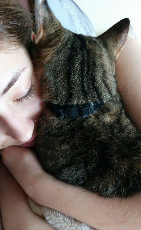 Кот девушка