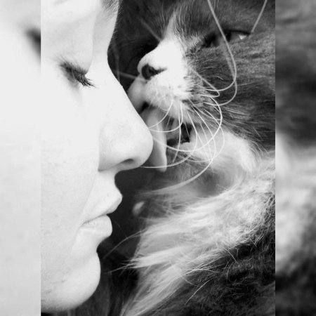 Кот девушка