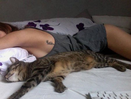 Кот девушка