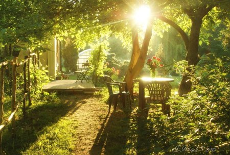 Летнее утро в саду