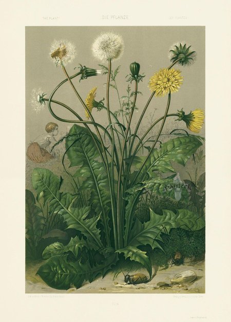 Taraxacum officinale ботаническая иллюстрация