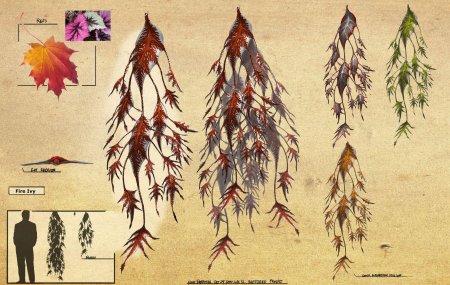 Клен дланевидный гарнет