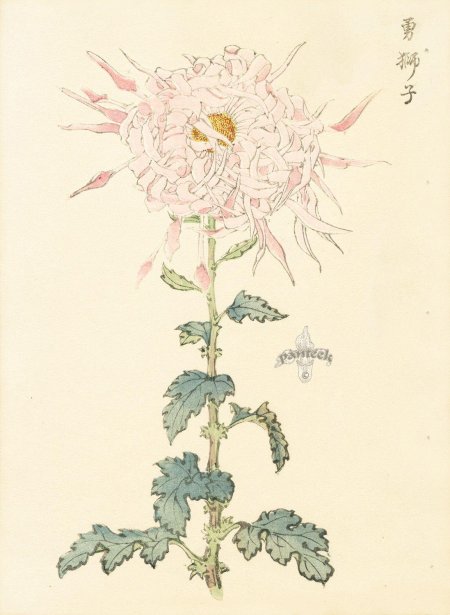 Хризантема япония гравюра