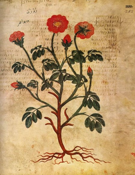 Венский диоскорид иллюстрации