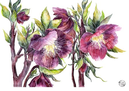 Морозник ботаническая иллюстрация