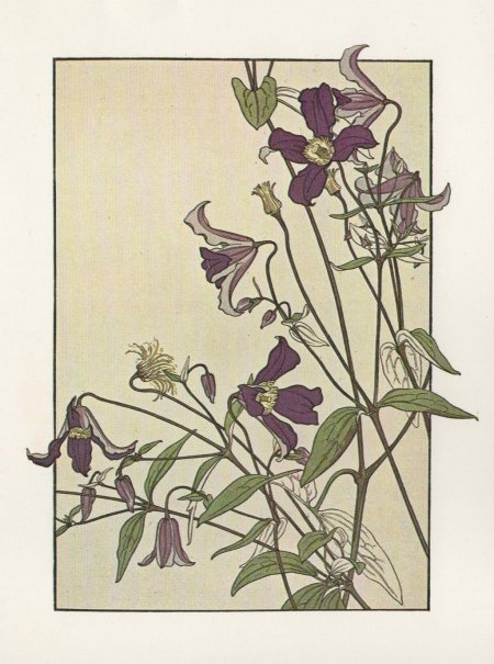 Ботанические растения jeannie foord