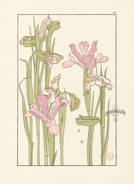 Ирис ар нуво