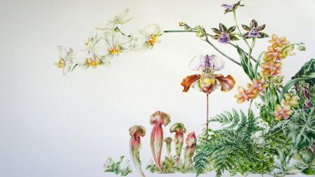 Семейство орхидные представители