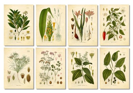 Ботанические иллюстрации растений