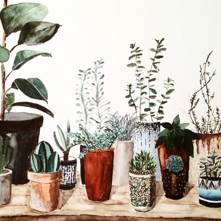 Комнатные растения в интерьере