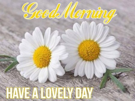 Ромашка цветки