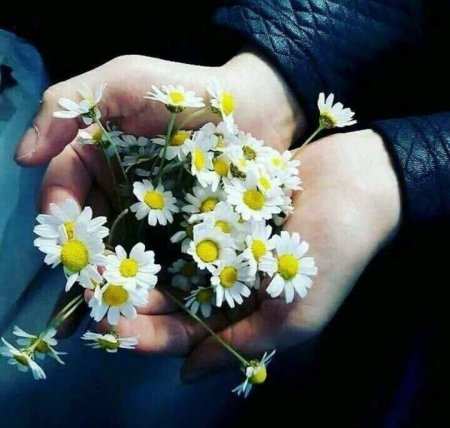 Букет ромашек в руках
