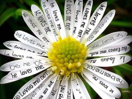 He loves me he loves me not