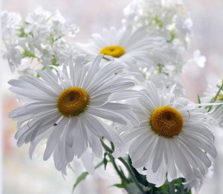 Открытки с ромашками