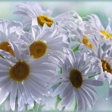 Красивые открытки с ромашками