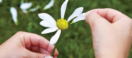 Matricaria chamomilla