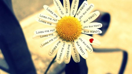 Гадать на ромашке