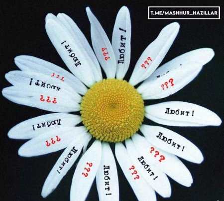 Ромашка любит не