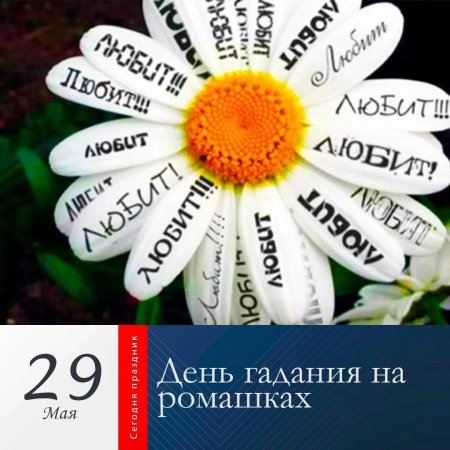 Мая день гадания на ромашках