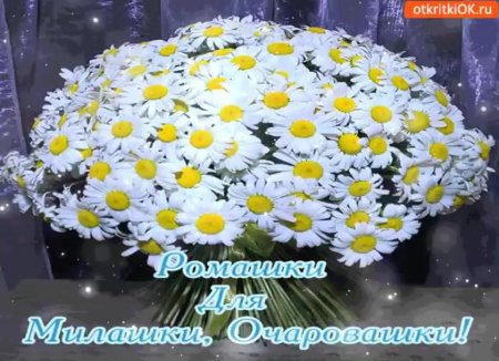 Букет ромашек открытка